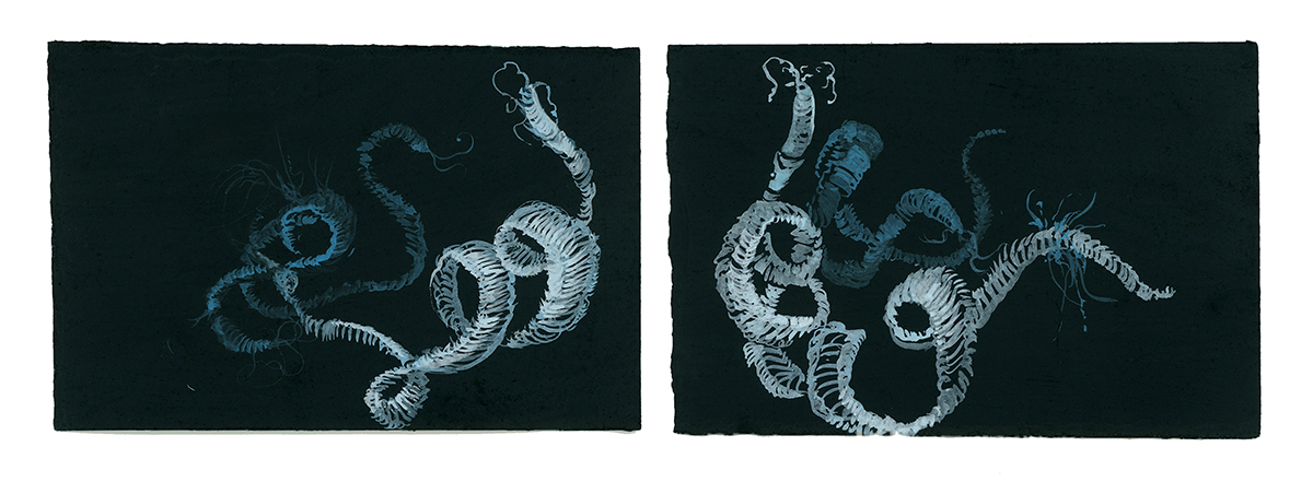 Rorschach Tapeworm (diptych blue), 2007-08, pastel, gouache and ink on paper, 4 x 6 inches each