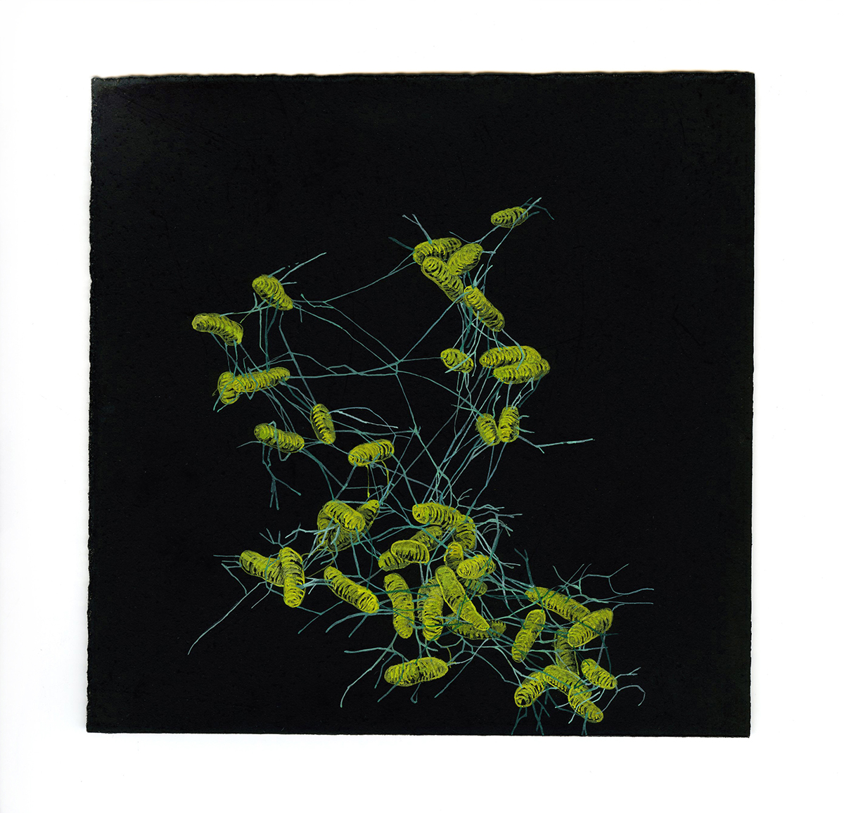 Salmonella Study 3, 2007-08, pastel, gouache and ink on paper, 6 x 6 inches