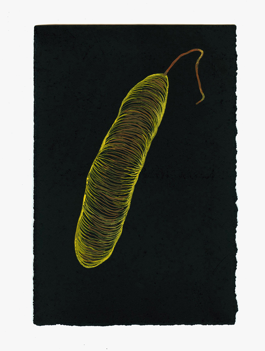 Salmonella Study #4,  2007-08, pastel, gouache and ink on paper, 6 x 6 inches