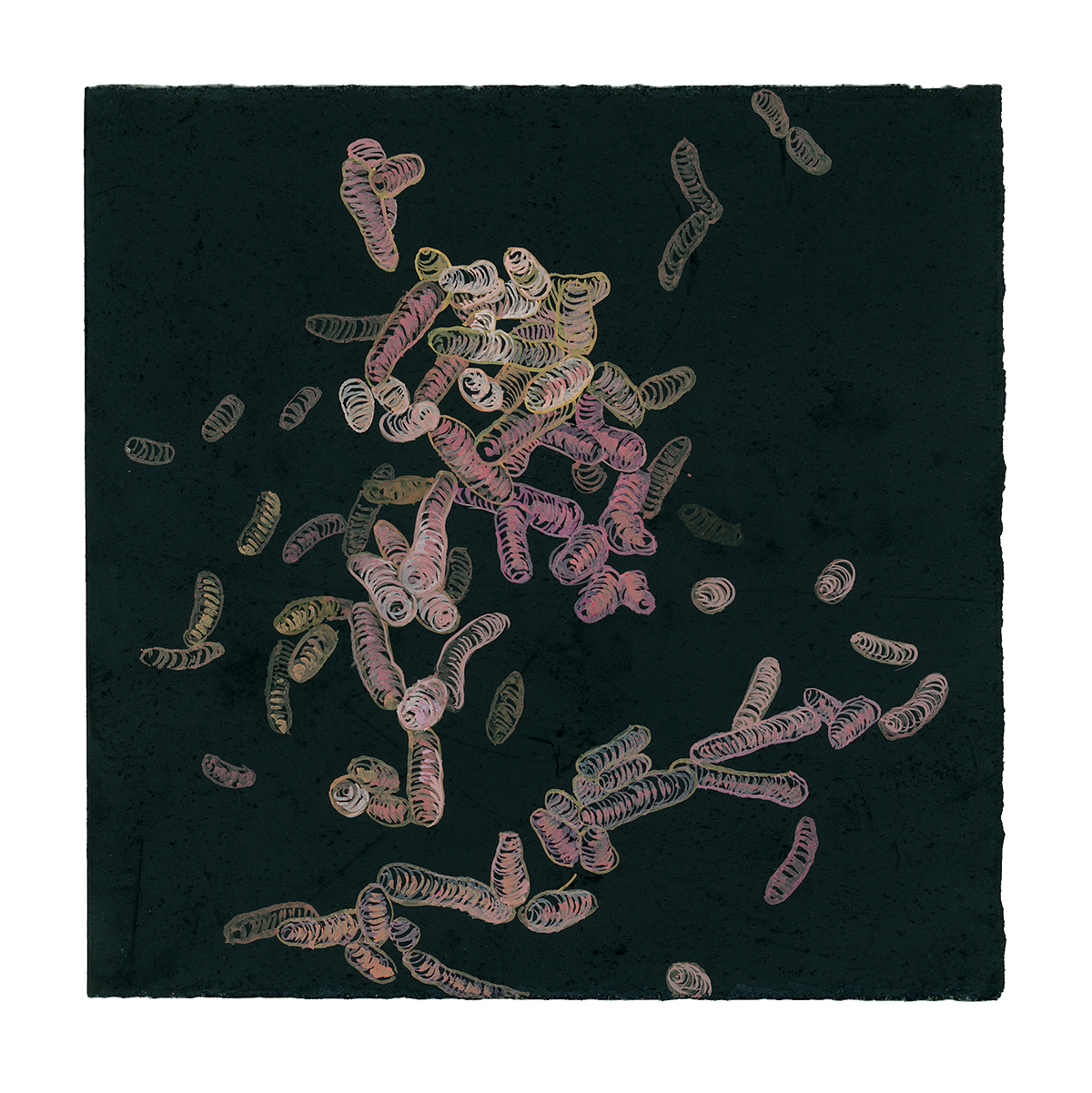 Salmonella, 2007-08, pastel, gouache and ink on paper, 6 x 6 inches