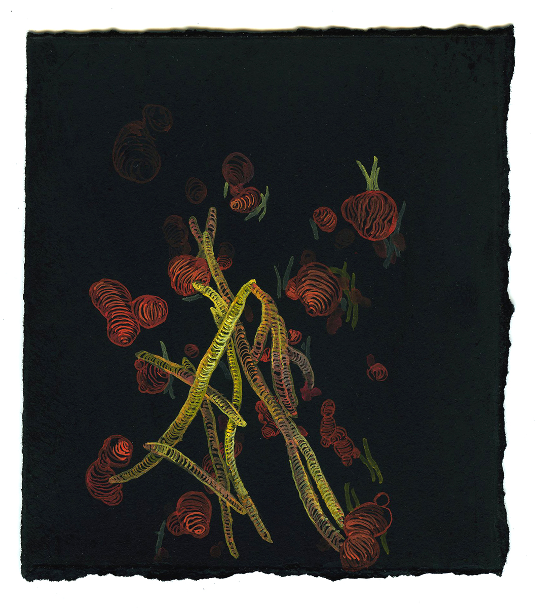 Protazoan Study # 2, 2007-08, pastel, gouache, and ink on paper, 4 x 4 1/2 inches